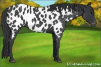 Horse Color:Blue Roan Appaloosa 