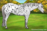 Horse Color:Blue Roan Near Leopard