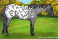 Horse Color:Blue Roan Near Leopard 