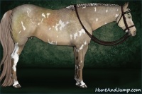 Horse Color:White Spotted Chocolate Palomino 