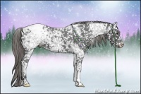 Horse Color:Smoky Black Ice Snowflake Varnish