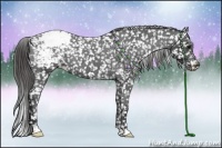 Horse Color:Black Appaloosa Rabicano