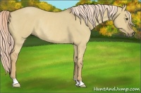 Horse Color:Palomino Dun Rabicano 