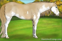Horse Color:Chestnut Splash 