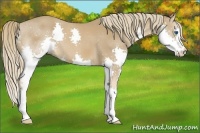 Horse Color:Chestnut Splash 