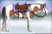 Horse Color:Bay Splash Tobiano