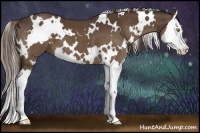 Horse Color:White Spotted Liver Chestnut Sabino Splash