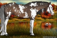 Horse Color:White Spotted Liver Chestnut Splash