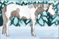 Horse Color:Silver Blue Roan Splash Tobiano