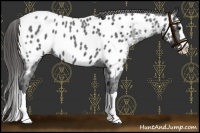 Horse Color:Blue Roan Splash Near Leopard 