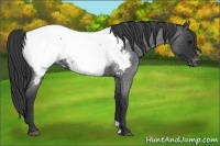 Horse Color:Blue Roan Near Fewspot 