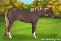 Horse Color:Liver Red Roan 