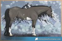 Horse Color:Grullo