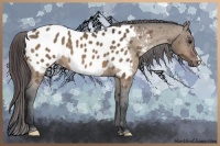 Horse Color:Brown Dun Appaloosa 
