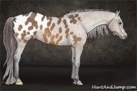 Horse Color:Brown Dun Appaloosa