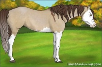 Horse Color:Liver Red Dun Splash