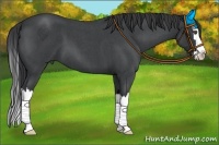 Horse Color:Blue Roan Splash 