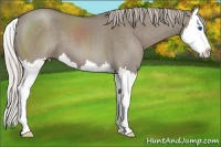 Horse Color:Silver Grullo Splash 