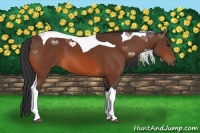 Horse Color:Bay Tobiano 