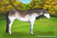 Horse Color:White Spotted Brown Rabicano 