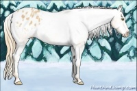 Horse Color:Gold Champagne Appaloosa 