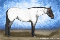 Horse Color:Blue Roan Near Fewspot 
