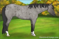 Horse Color:Smoky Grullo Roan 