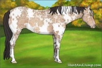 Horse Color:White Spotted Sable Champagne Ice 