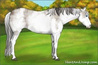 Horse Color:Plaid  White Spotted Smoky Grullo Splash 