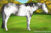 Horse Color:White Spotted Grullo