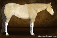 Horse Color:Buckskin Rabicano
