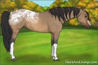 Horse Color:Bay Ice Dun 