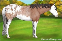Horse Color:Bay Ice Splash Appaloosa Rabicano 
