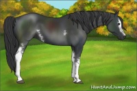 Horse Color:White Spotted Black