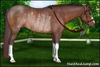 Horse Color:Chocolate Bay Rabicano 