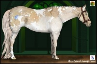 Horse Color:White Spotted Palomino Ice 