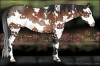 Horse Color:White Spotted Bay Splash Rabicano