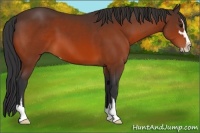 Horse Color:Bay Sabino 
