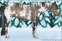 Horse Color:White Spotted Liver Chestnut Rabicano 