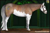 Horse Color:Brown Splash Rabicano 