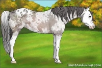 Horse Color:Bay Ice Splash Appaloosa 