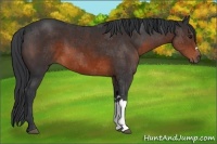 Horse Color:Brown 