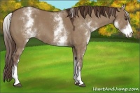 Horse Color:White Spotted Liver Red Dun Rabicano 