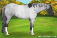 Horse Color:Blue Roan