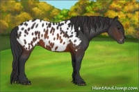 Horse Color:Brown Appaloosa 