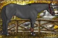 Horse Color:Smoky Blue Roan 