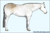 Horse Color:White Spotted Buckskin Roan Dun 