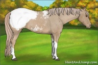 Horse Color:Palomino Tobiano Appaloosa 