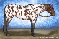 Horse Color:Brown Near Leopard 