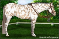 Horse Color:Amber Champagne Appaloosa  and Amber Champagne Appaloosa 